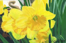 Daffodils.png (324029 bytes)
