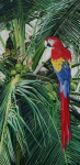 ScarletMacaw.png (1472097 bytes)