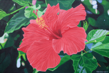 hibiscus_2006.png (988518 bytes)